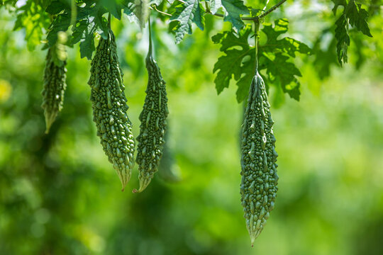 BITTER GOURD